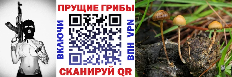 Псилоцибиновые грибы Psilocybe Сердобск